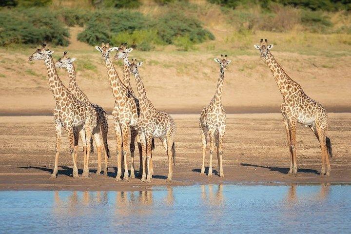 Nairobi National Park Half Day Game Drive With Guide
