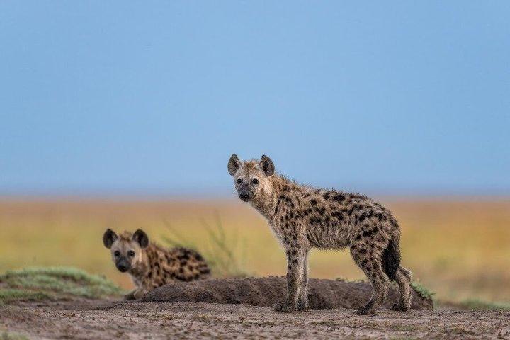 Nairobi National Park Half Day Game Drive With Guide