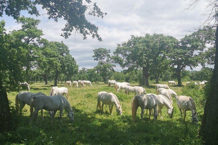 The Cradle of Lipizzaner horses - Half Day Trip from Ljubljana