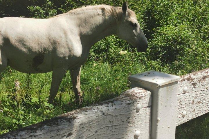 The Cradle of Lipizzaner horses - Half Day Trip from Ljubljana