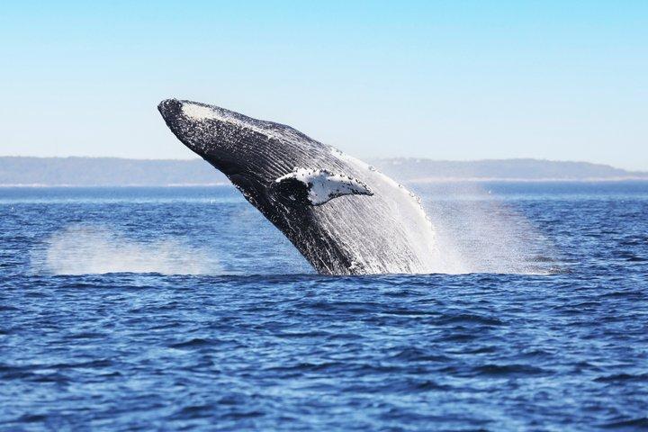 Tadoussac/Charlevoix: Whale & Bear Wildlife Tour
