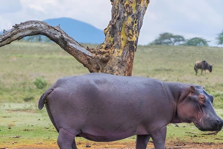 Lake Naivasha and Hellsgate day tour from Nairobi
