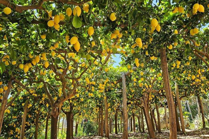 Amalfi Coast Tour Amalfi Visit and Lemon Tour and Tasting Experience
