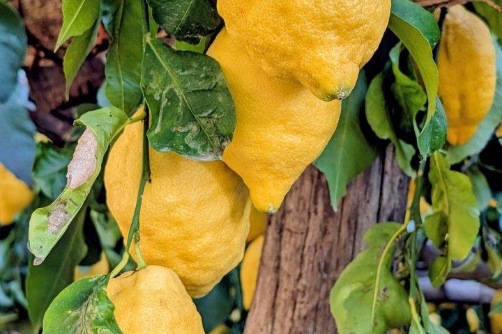 Amalfi Coast Tour Amalfi Visit and Lemon Tour and Tasting Experience