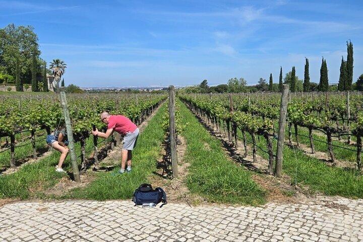 Private Tour Proof Wines with Product of the Region and Fabrica Azulejo