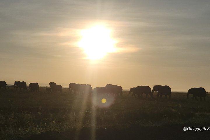 2 Day Amboseli Safari Multi Day Tour