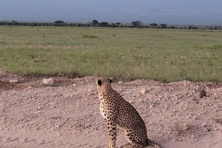 2 Day Amboseli Safari Multi Day Tour