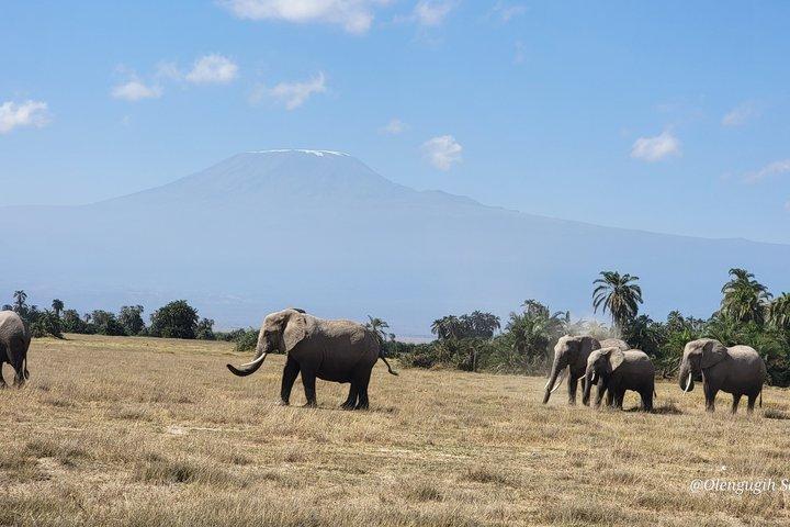 2 Day Amboseli Safari Multi Day Tour