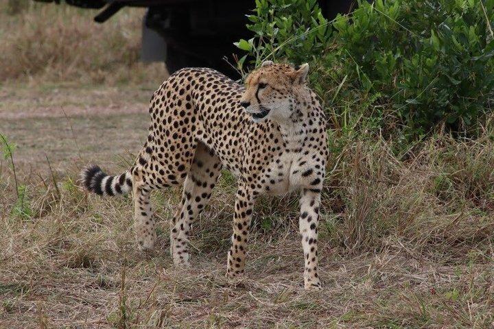 Overnight Amboseli National Park Safari from Nairobi