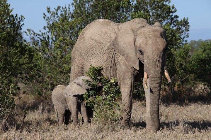 Overnight Amboseli National Park Safari from Nairobi