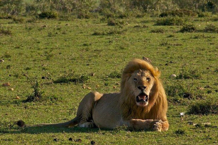 Overnight Amboseli National Park Safari from Nairobi