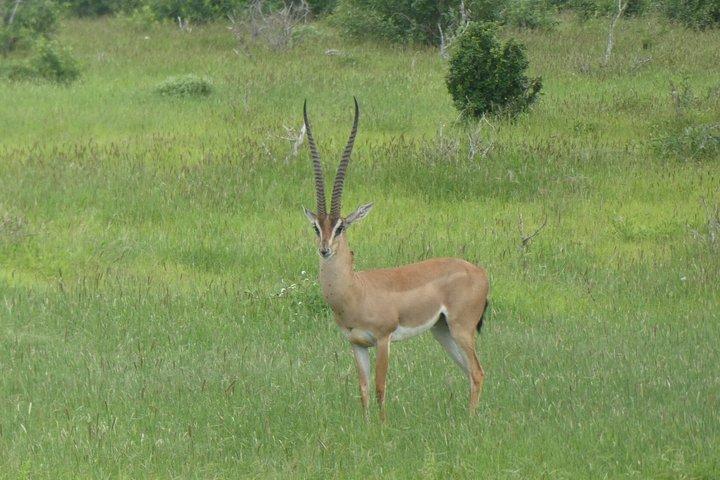 3 Days Tsavo East and Tsavo West Safari from Diani Mombasa Watamu