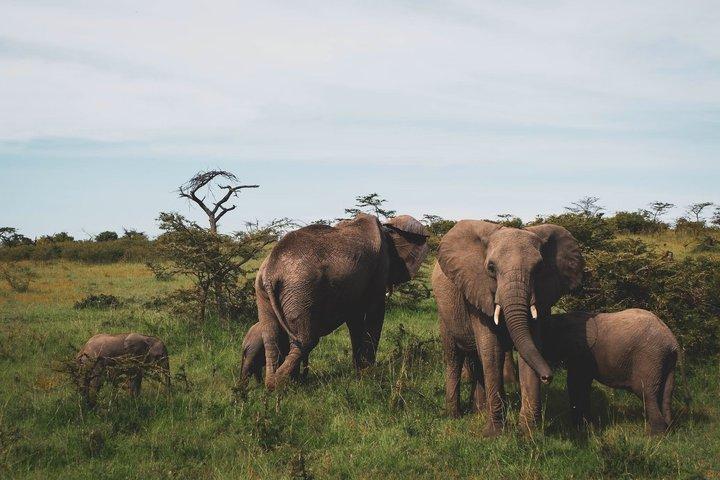 3 Days Tsavo East and Tsavo West Safari from Diani Mombasa Watamu