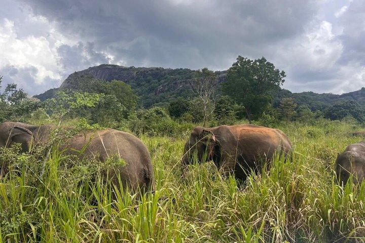 Kandy to Sigiriya Day Tour
