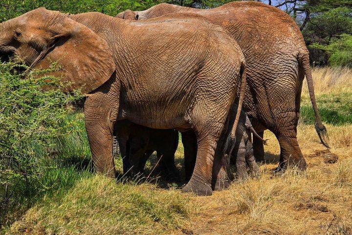 Explore Kenya’s Big Five Private Safari