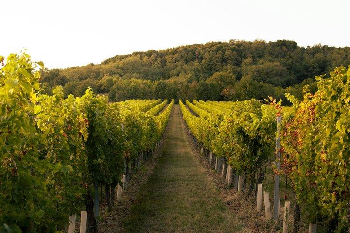 Kakheti Wine Cave Tasting & Sighnaghi Private Tour from Tbilisi