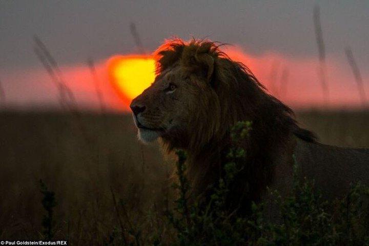 5-Day Epic Tanzania Safari Tour
