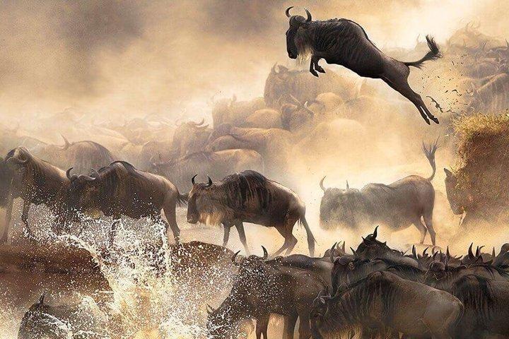 5-Day Epic Tanzania Safari Tour
