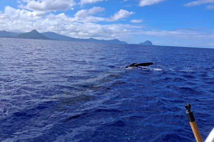 Whale watching