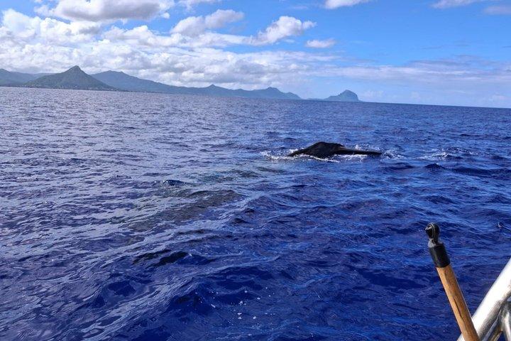 Whale watching