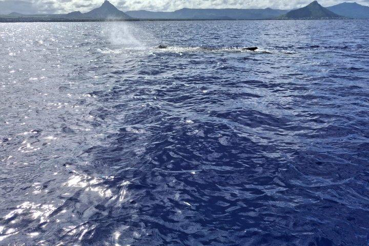 Whale watching