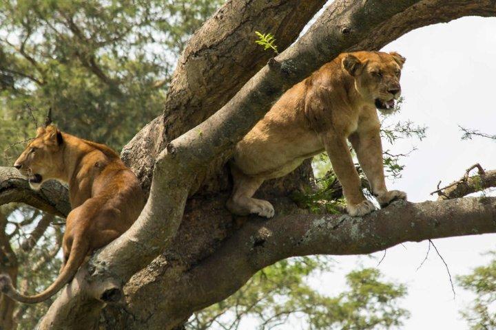 7 Day Luxury All Inclusive Safari Tarangire to Serengeti