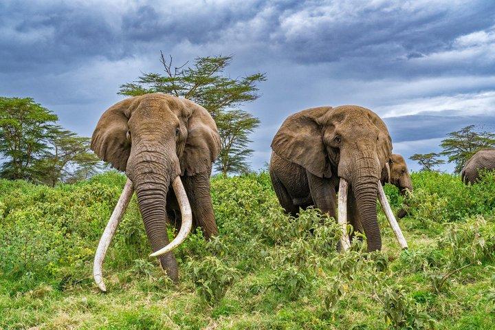7 Day Luxury All Inclusive Safari Tarangire to Serengeti