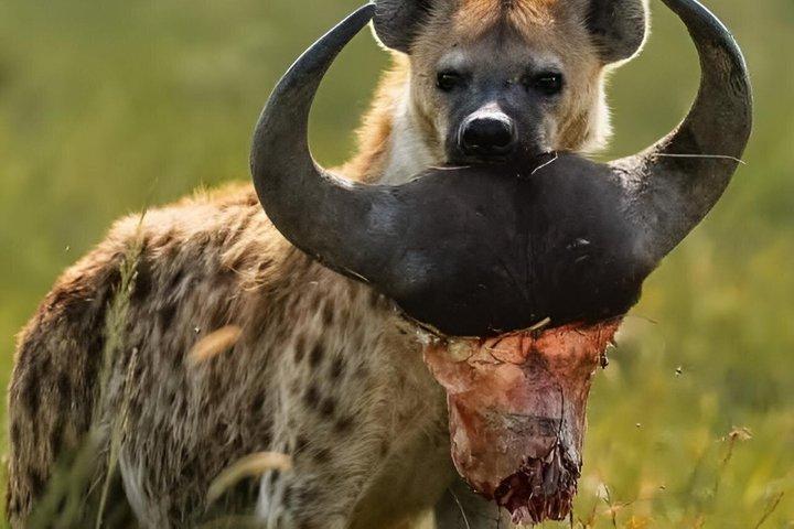 4 Day Private Safari Zanzibar to Serengeti and Ngorongoro