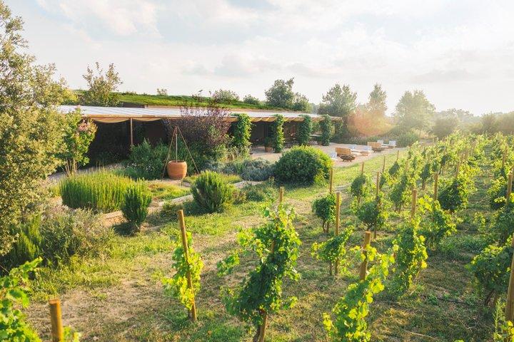Vineyard walk and wine tasting in l’Empordà