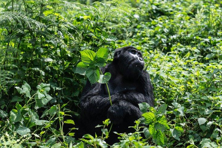 Uganda Gorilla Trekking, Queen Elizabeth and Murchison Wildlife