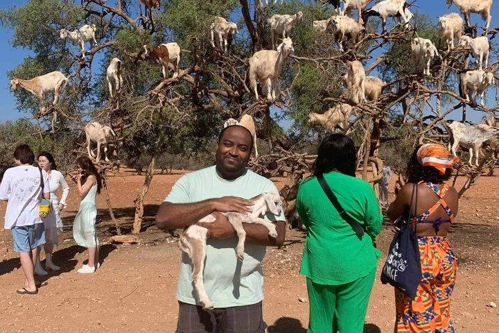 Taghazout Goats in Trees Excursion with Souk El Had Visit
