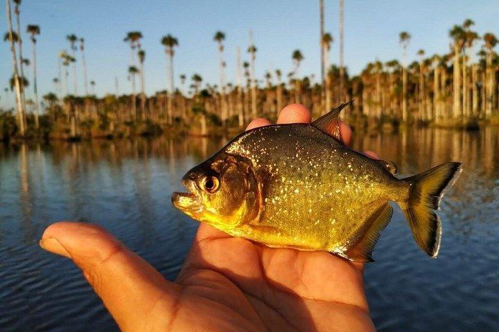 From Puerto Maldonado Piranha Fishing Adventure at Yacumama Lake