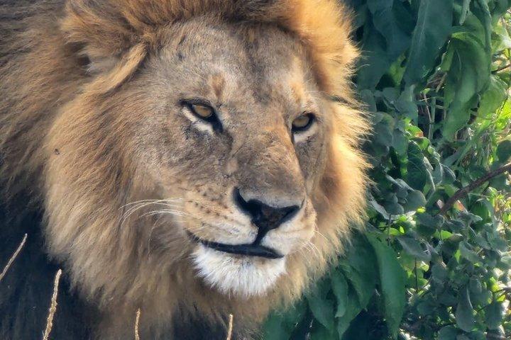 2 Day Safari in Tarangire National Park and Ngorongoro Crater