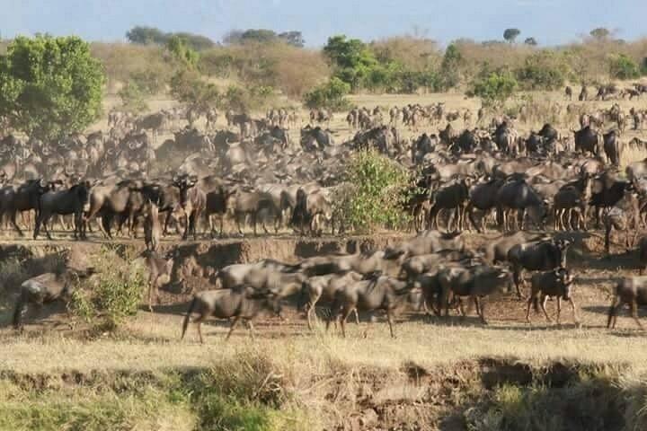 3 Day Serengeti and Ngorongoro Safari Adventure