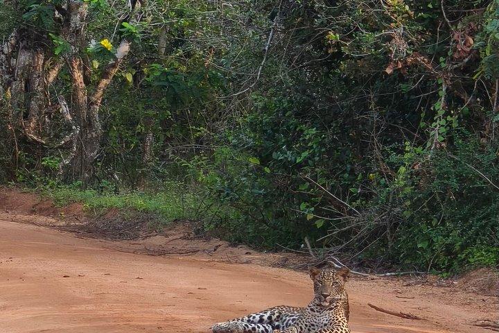 7-Hour Wildlife Shared Jeep Safari in Yala National Park