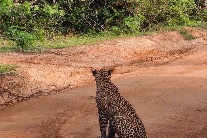 7-Hour Wildlife Shared Jeep Safari in Yala National Park