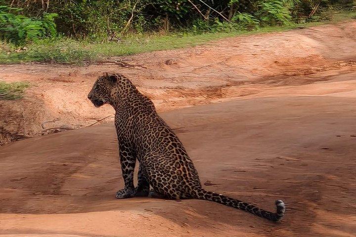 7-Hour Wildlife Shared Jeep Safari in Yala National Park