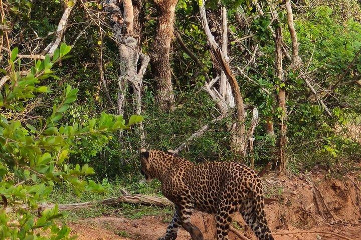 7-Hour Wildlife Shared Jeep Safari in Yala National Park