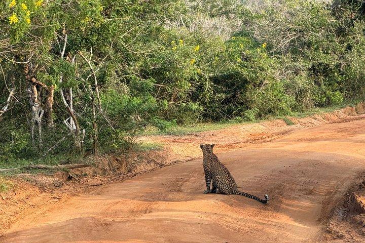 7-Hour Wildlife Shared Jeep Safari in Yala National Park