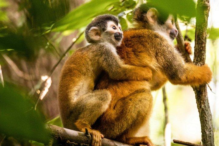Full-Day All-Inclusive Guided Jungle Tour from Iquitos
