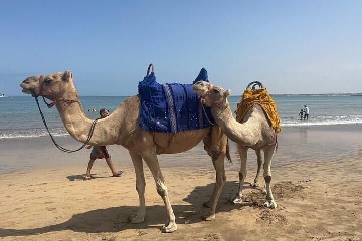 Private Casablanca Day Tour with Camel Ride in Mohammedia
