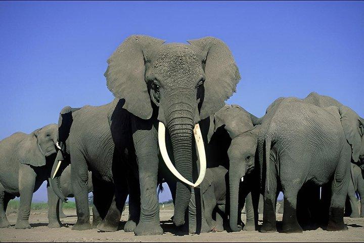 2 Days 1 Night Amboseli National Park Private Safari