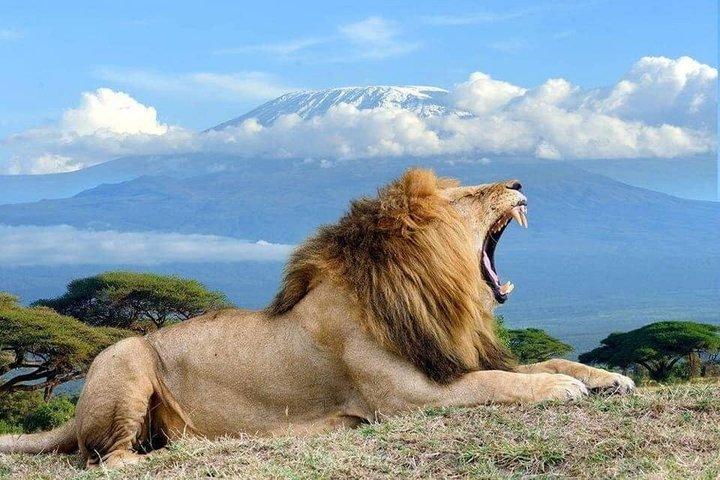 21 Day Masai Mara, Serengeti & Mount Kilimanjaro Climbing Safari