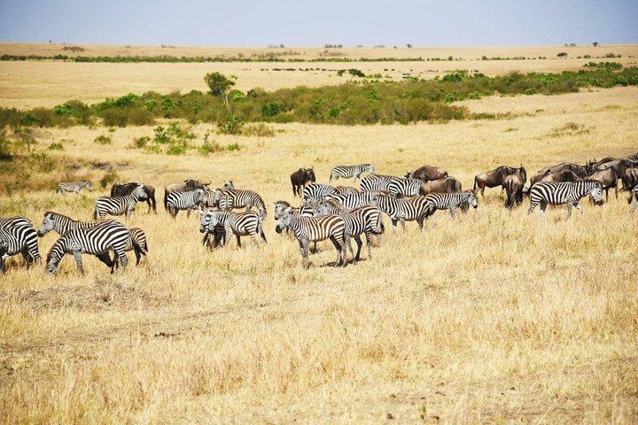 Dar es Salaam: 1-Day Mikumi National Park Safari with Free Pickup