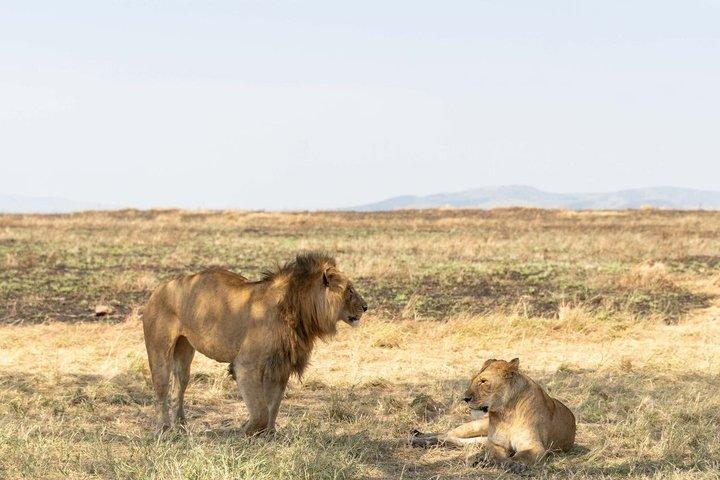 Dar es Salaam: 1-Day Mikumi National Park Safari with Free Pickup