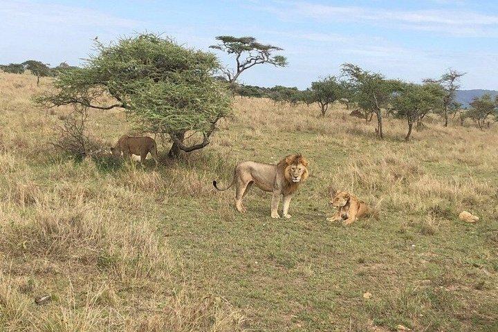 Nine Day Safari Arusha Tarangire Serengeti Ngorongoro