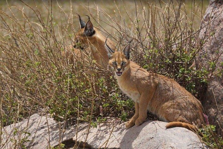 Experience Ngorongoro's Wonders with Private 8-Day Tour
