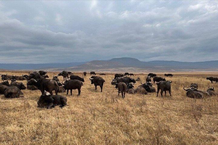 Experience Ngorongoro's Wonders with Private 8-Day Tour