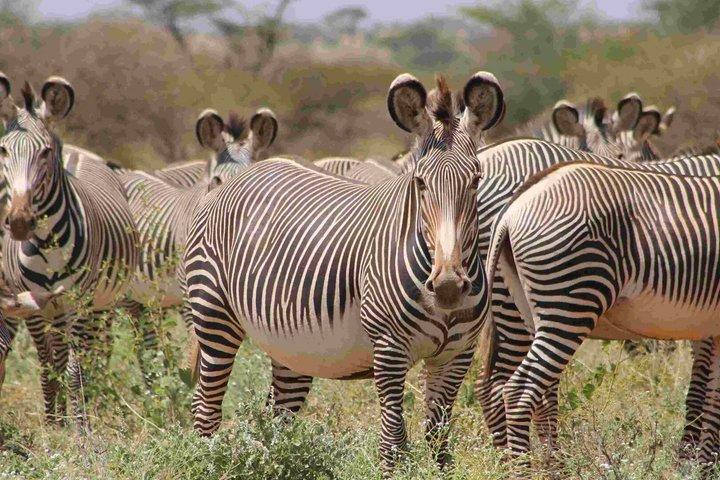 Kenya Safari 6-Day Shared Tour from Nairobi