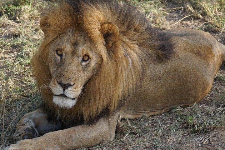 Ngorongoro 5 Day Private Tour with Transportation